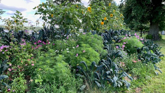 gröna växter och blommor i olika färger.