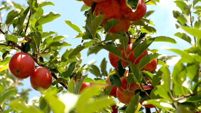 Mogna äpplen hänger i ett äppelträd